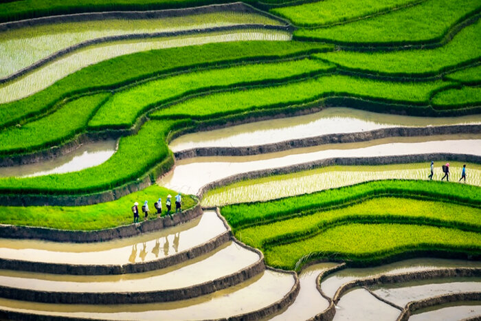 The watering season in Mu Cang Chai