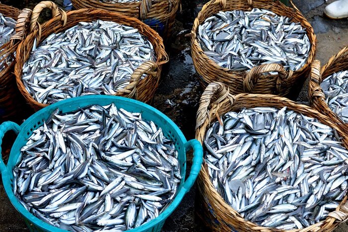 Phu Quoc fish sauce is made from the highest quality anchovies