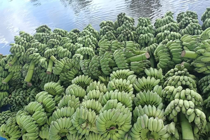 Vietnamese banana 