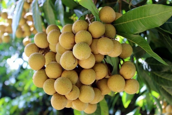 Longan (nhãn)