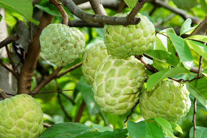 Custard apple (Na)