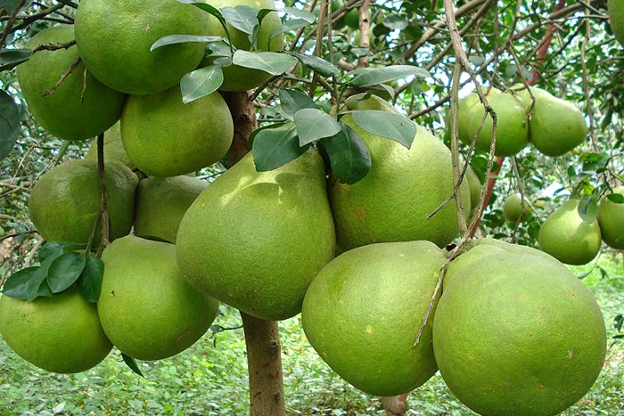 Pomelo (bưởi)